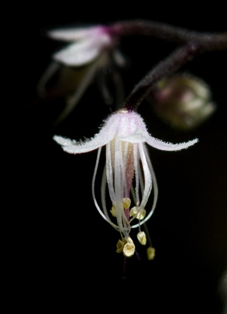 Tiarella trifoliata - Foam Flower 4525.jpg